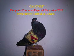 galones peque